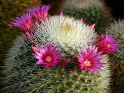 Mammillaria_spinosissima